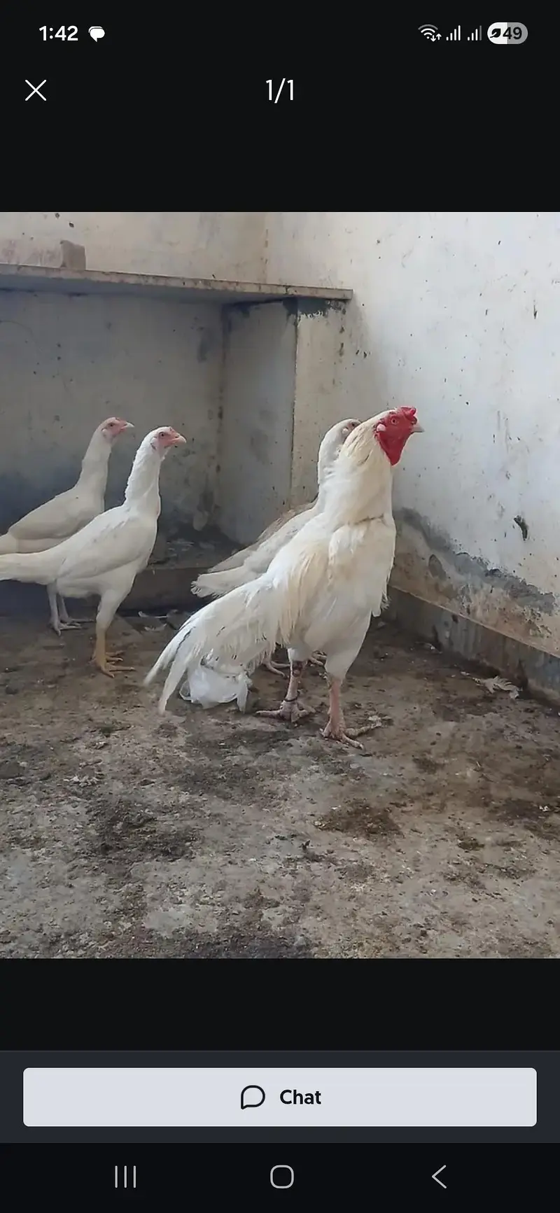 white german o shamo l pthi heera aseel ptha and  murghian murgha — photo 3