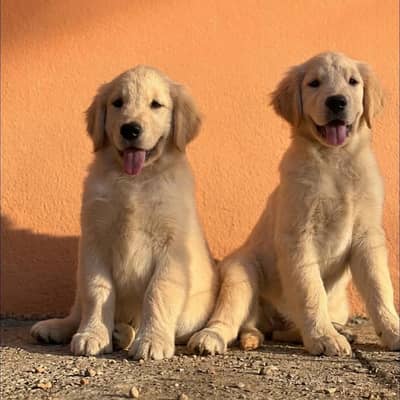 AMERICAN GOLDEN RETRIVER PUPPIES AVAILABLE FOR SALE