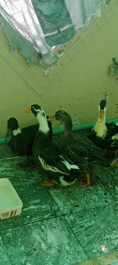 Duck  4add