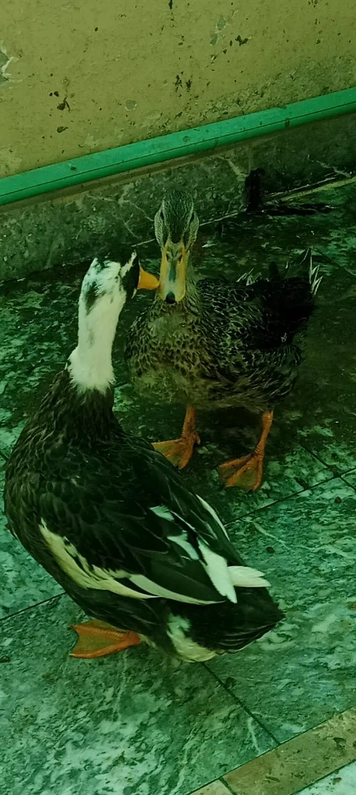 Duck  4add — photo 2