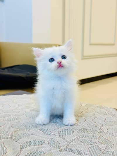 persian cats and kittens for sale wtsapp (0307/710/92/69)