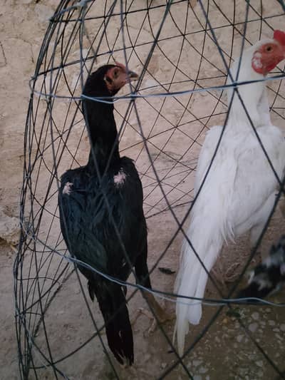 pure black lasani pata hai