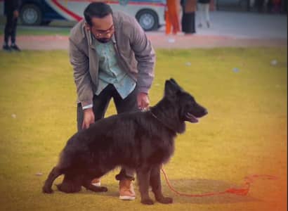Black Shepherd Male Available For Breeding In Kabirwala Khanewal