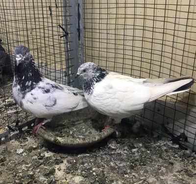 fancy and high flyer pigeons