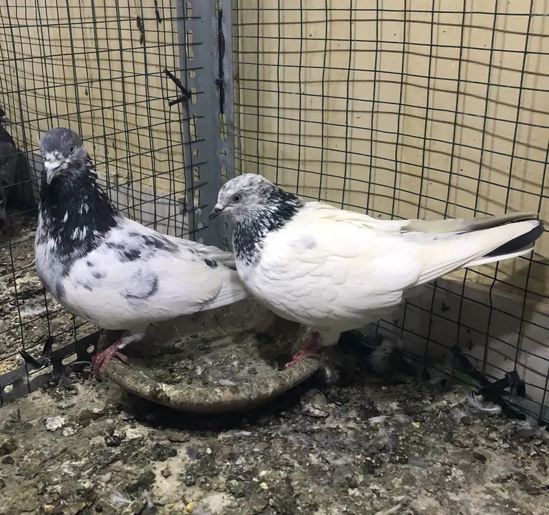 fancy and high flyer pigeons