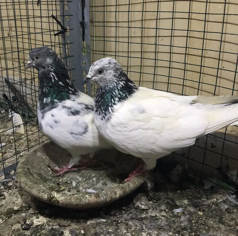 fancy and high flyer pigeons — photo 2