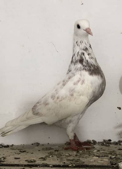 fancy and high flyer pigeons