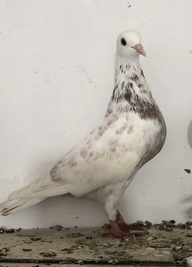 fancy and high flyer pigeons — photo 3