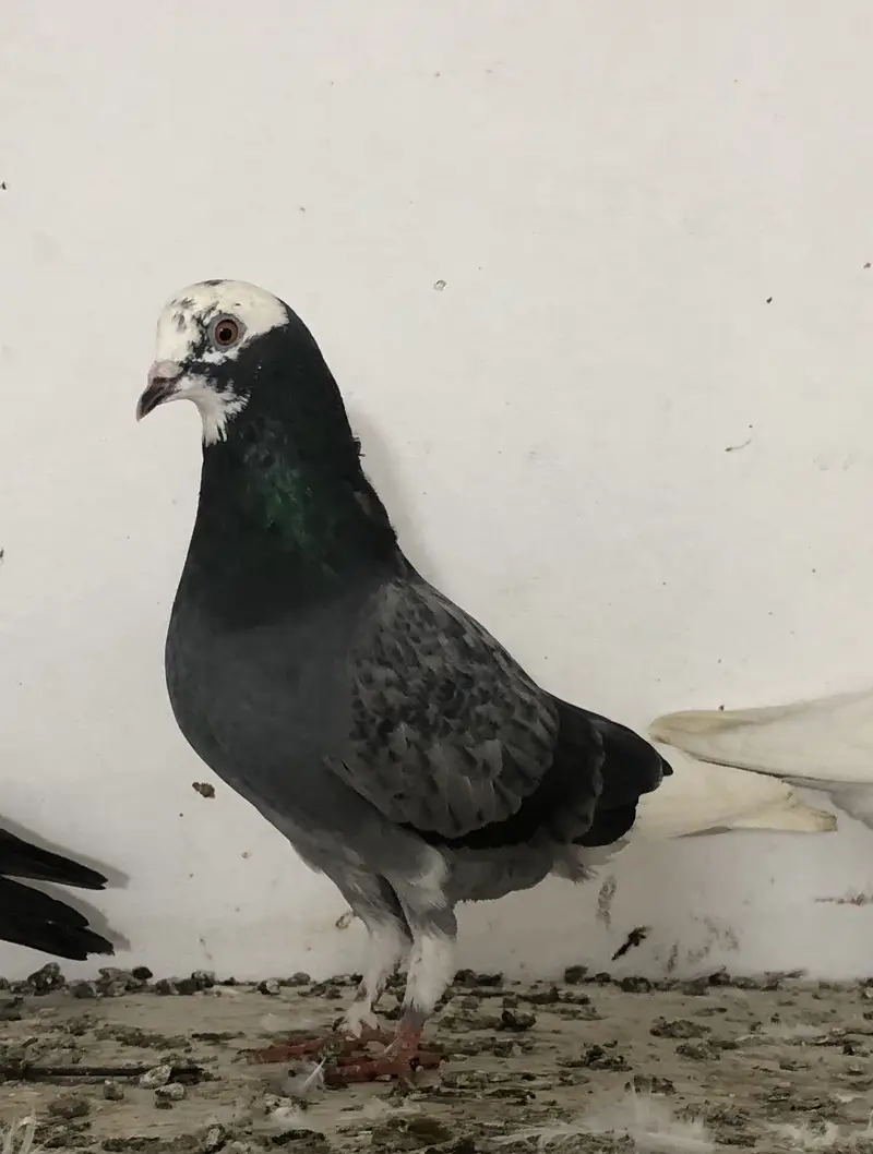 fancy and high flyer pigeons — photo 4