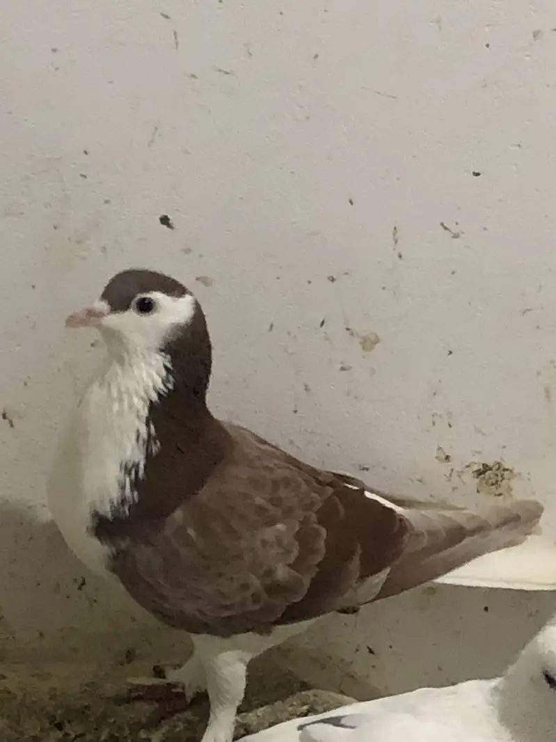 fancy and high flyer pigeons — photo 5