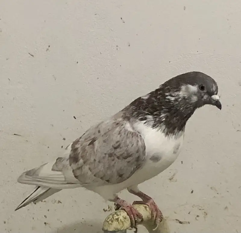 fancy and high flyer pigeons — photo 6
