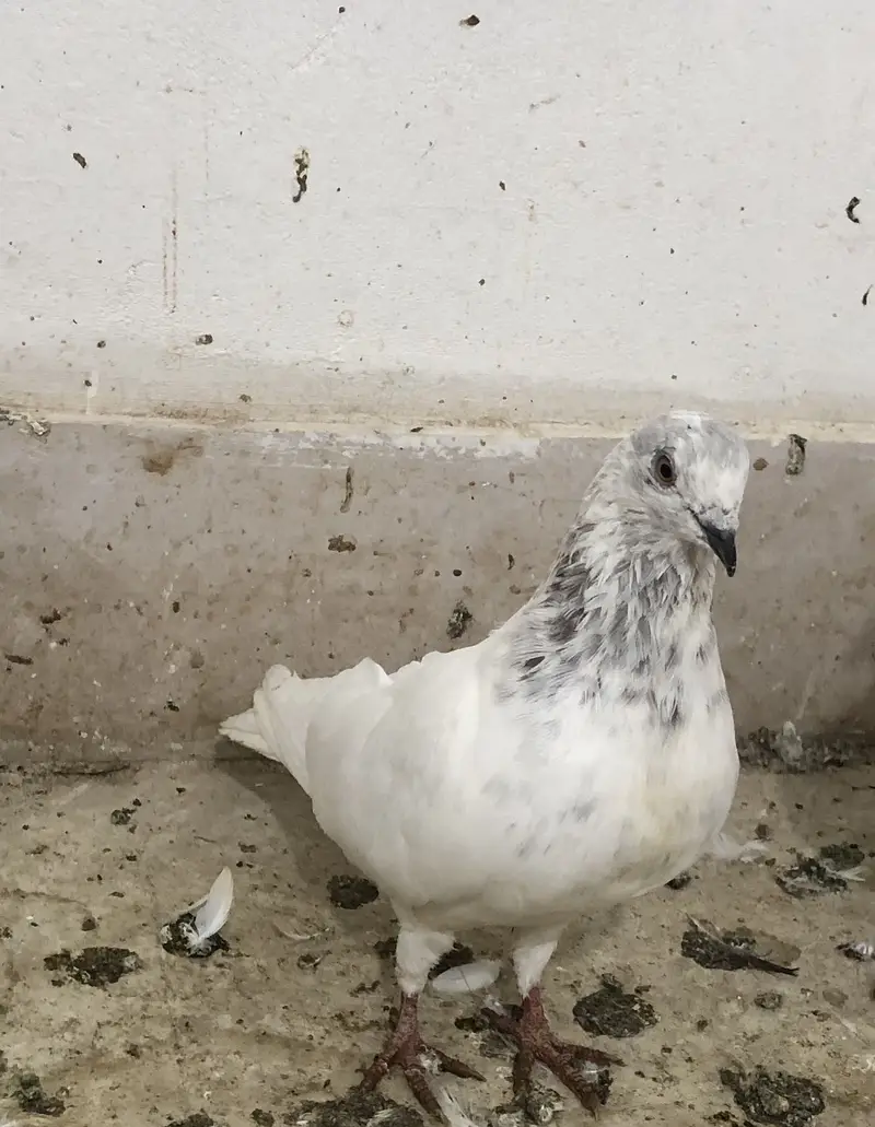 fancy and high flyer pigeons — photo 7