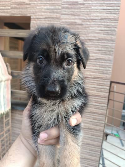 German shepherd non pedigree puppies