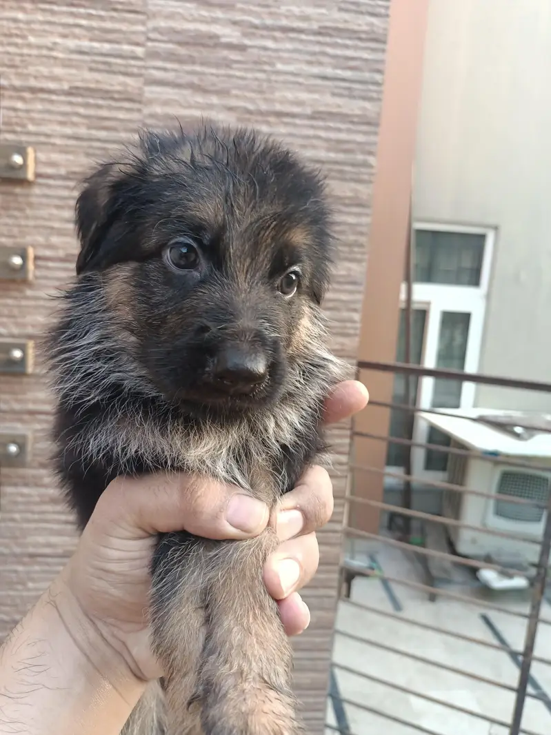 German shepherd non pedigree puppies — photo 2