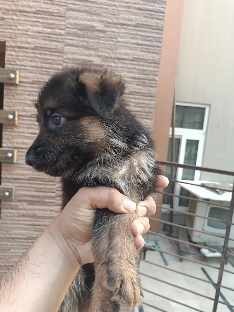 German shepherd non pedigree puppies — photo 3
