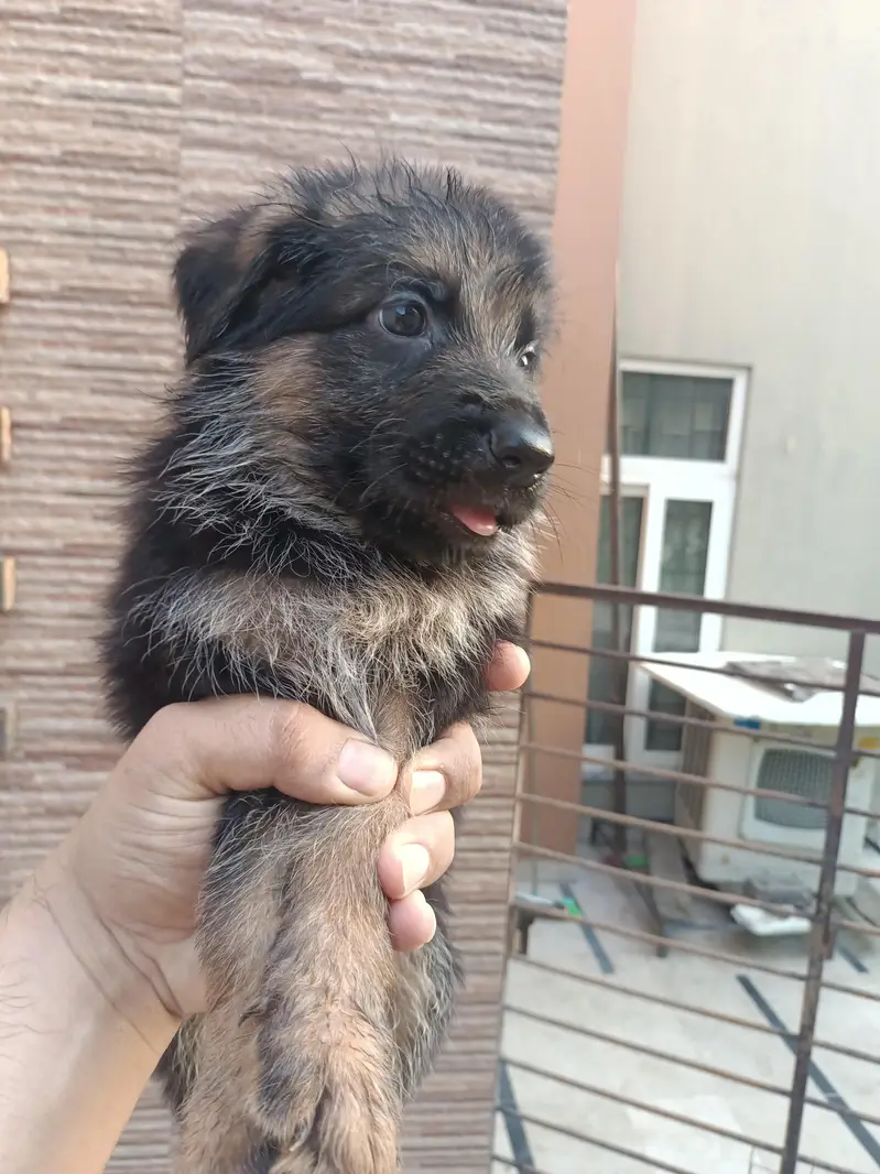 German shepherd non pedigree puppies — photo 4