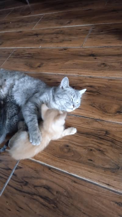 Mix breed