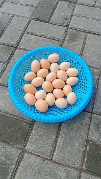 pure Desi eggs