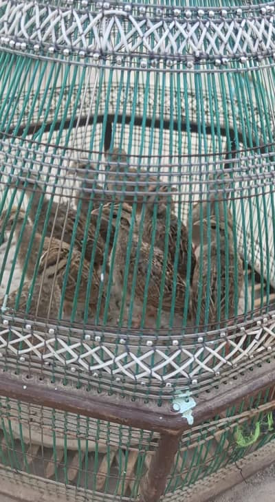 Dakni Iran Chicks