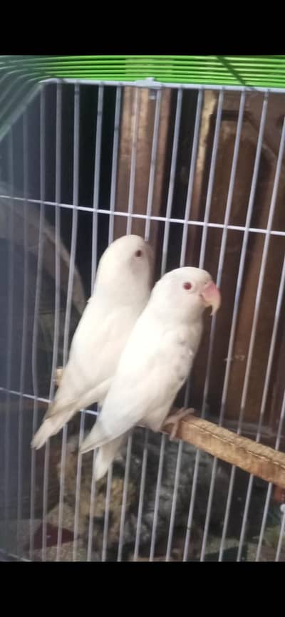 albino Red eye breeder 