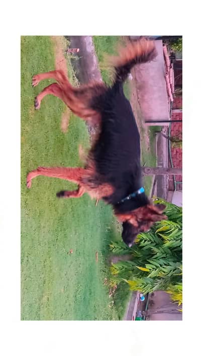 German shepherd long coat