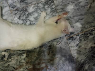 A semi persian cat