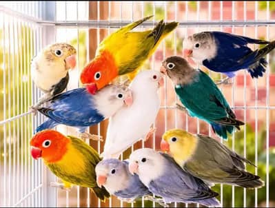 love birds