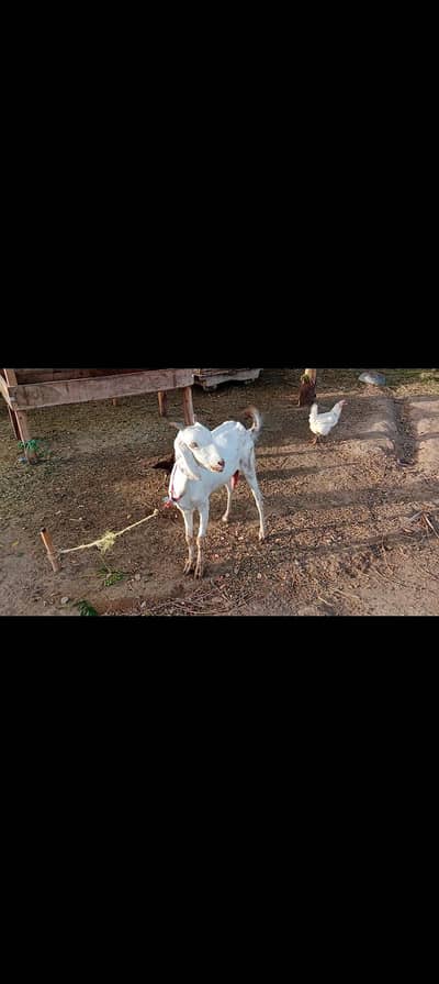 white gulabi bakri