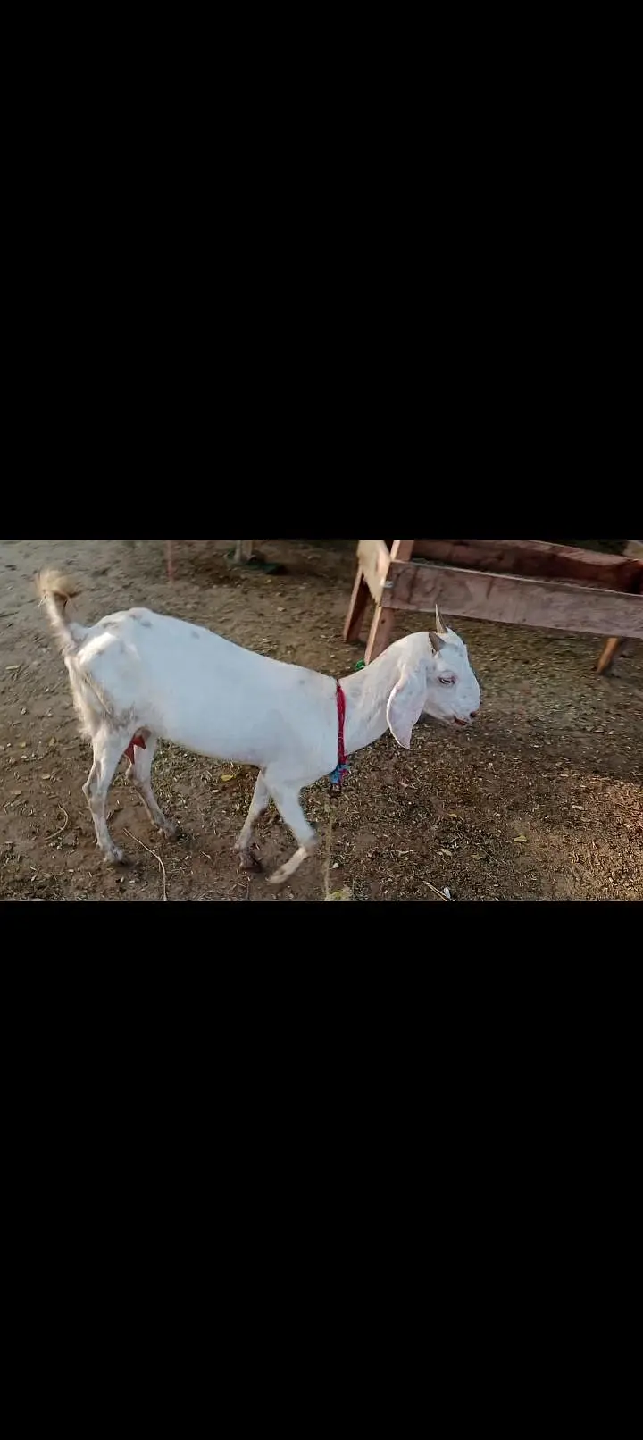 white gulabi tedi cross bakri — photo 2