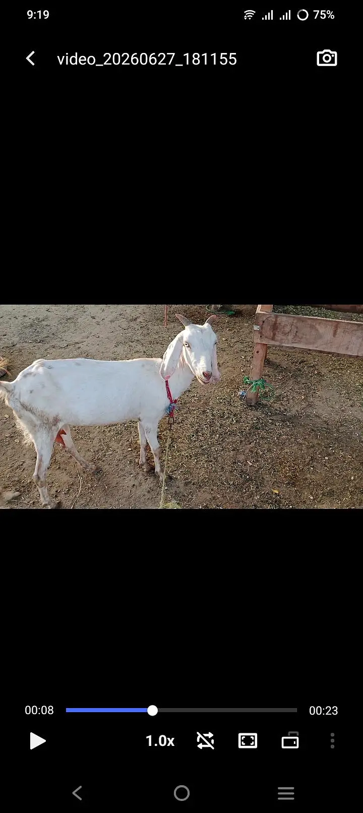 white gulabi tedi cross bakri — photo 3