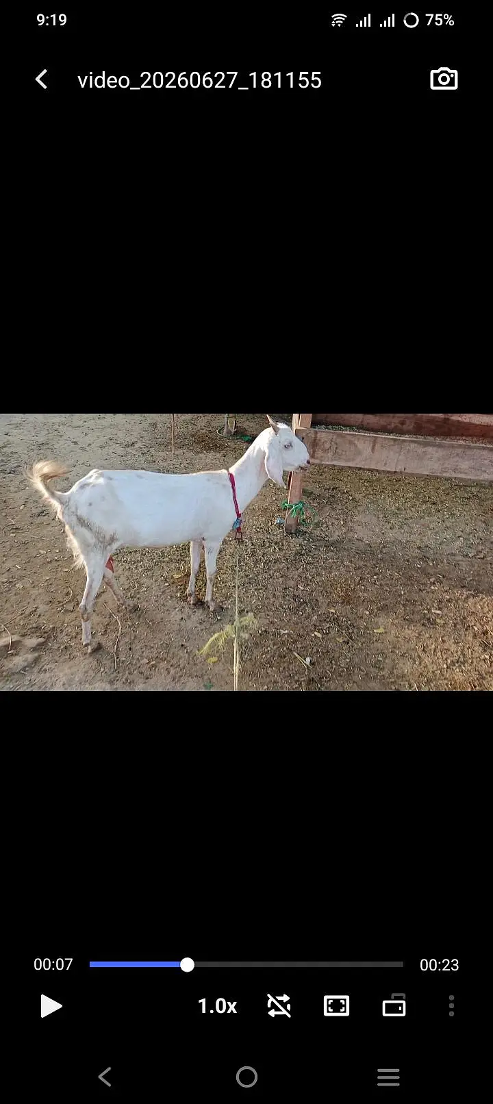 white gulabi tedi cross bakri — photo 4