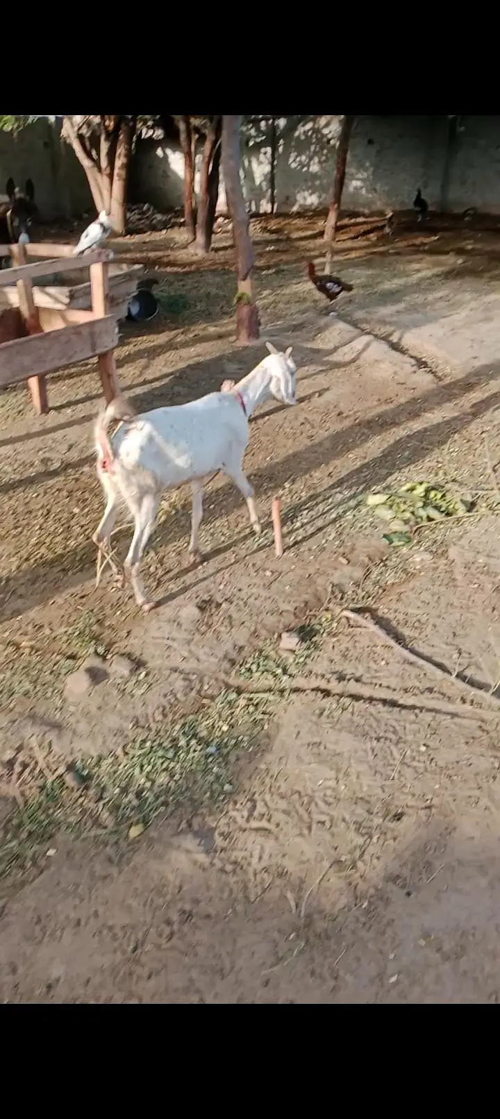 white gulabi tedi cross bakri — photo 5