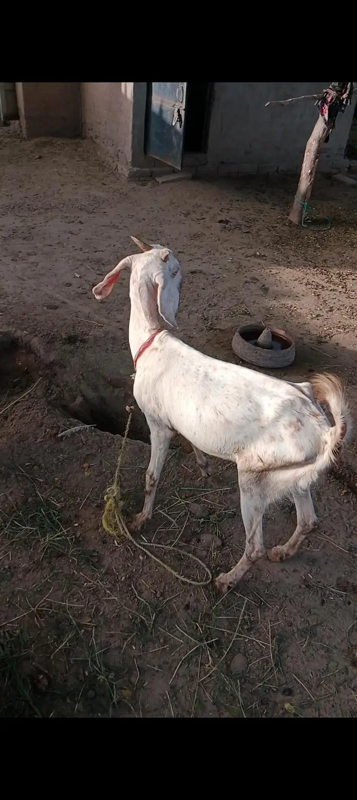 white gulabi tedi cross bakri — photo 6