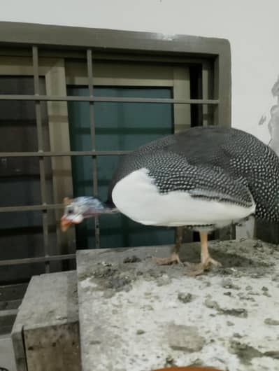 Guineafowl