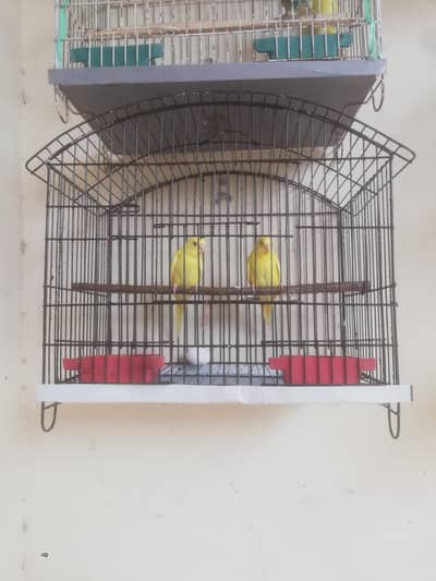 Australian parrots and cocktail for sale Read full ad 03129196869