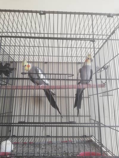 Cocktail parrots and cages for sale Read full ad 03129196869