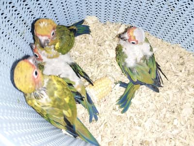 Tamed Sun Conures