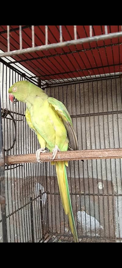 green ring neck breedr female