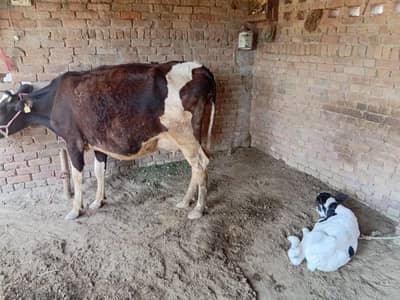 Fresh Milking Cow with Calf