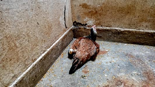 Aseel madi with 2 Aseel chicks