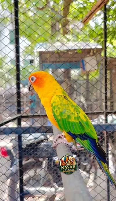 African grey parrot | red factor Sun conure | Sun conure with DNA
