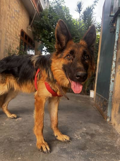 German Shepherd Long coat