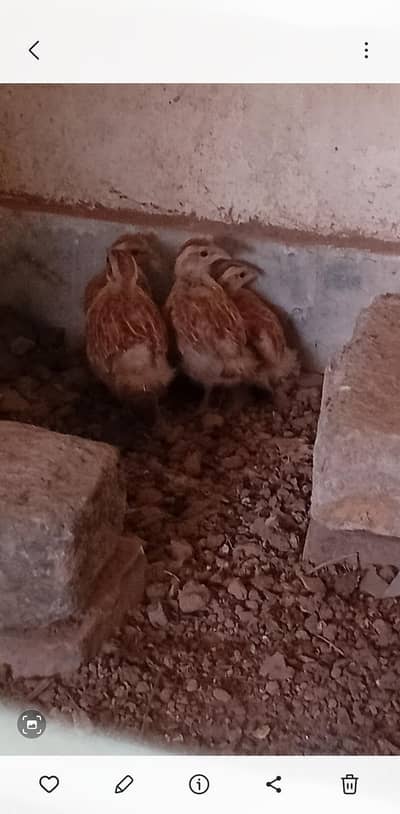 irani teetar chiks for sale per pice 3000 pair 6000