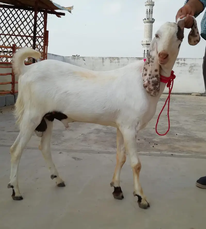 M&S Livestock | Bakra| Goat Farm | Kheera | Goat | Qurbani 2027 | بکرا — photo 10