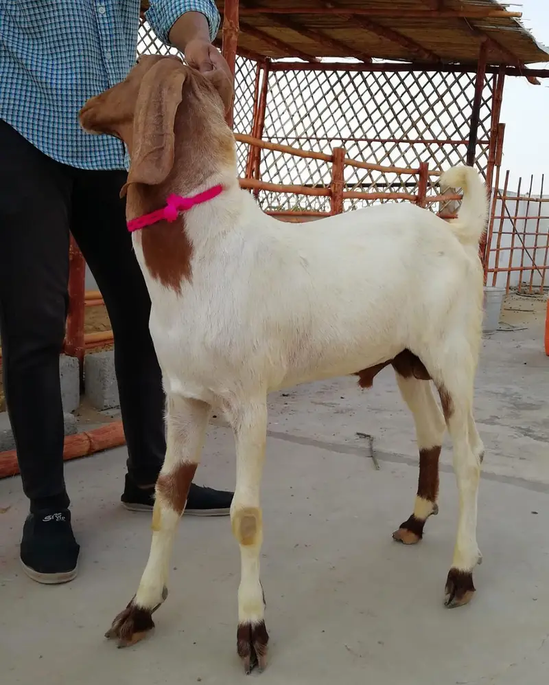 M&S Livestock | Bakra| Goat Farm | Kheera | Goat | Qurbani 2027 | بکرا — photo 3