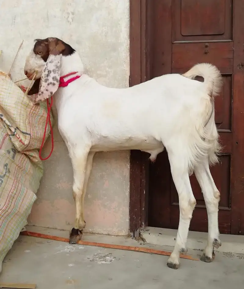 M&S Livestock | Bakra| Goat Farm | Kheera | Goat | Qurbani 2027 | بکرا — photo 4