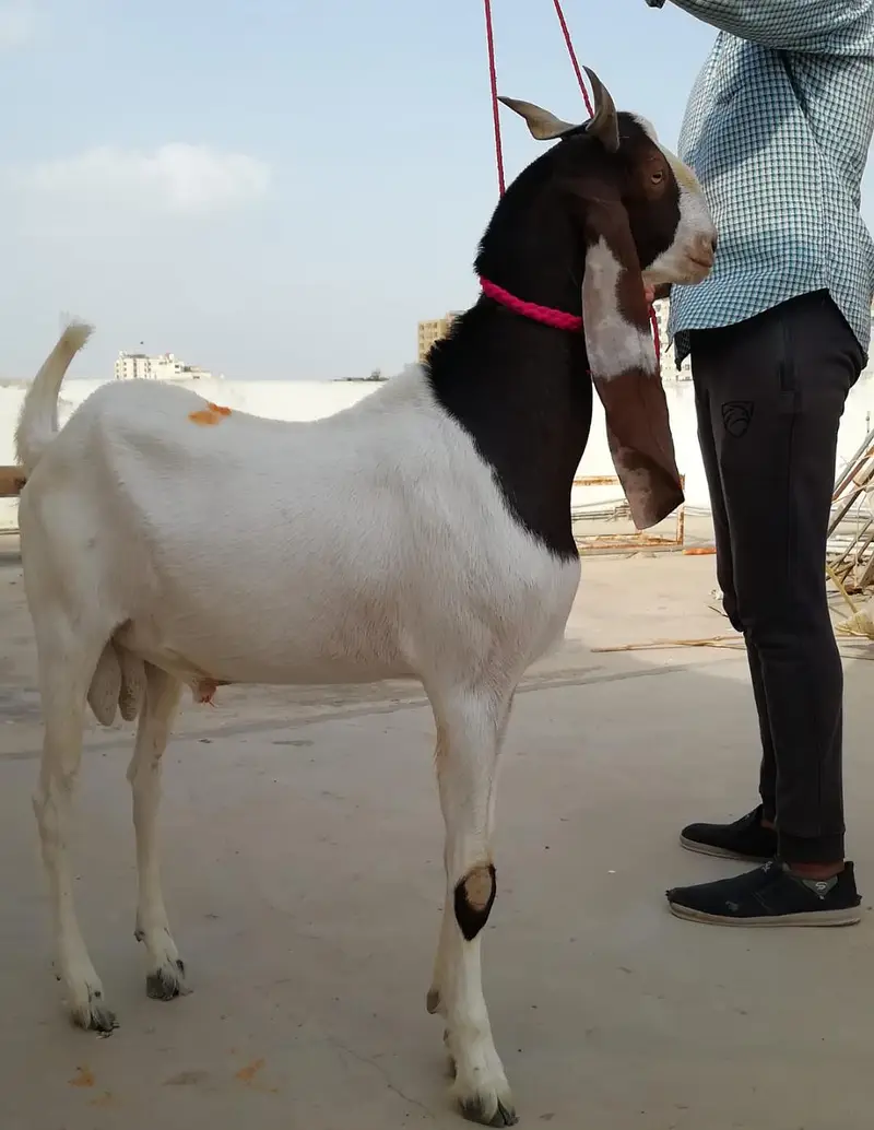 M&S Livestock | Bakra| Goat Farm | Kheera | Goat | Qurbani 2027 | بکرا — photo 5