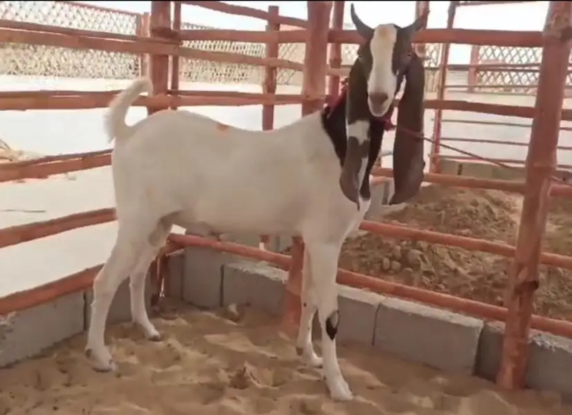 M&S Livestock | Bakra| Goat Farm | Kheera | Goat | Qurbani 2027 | بکرا — photo 6