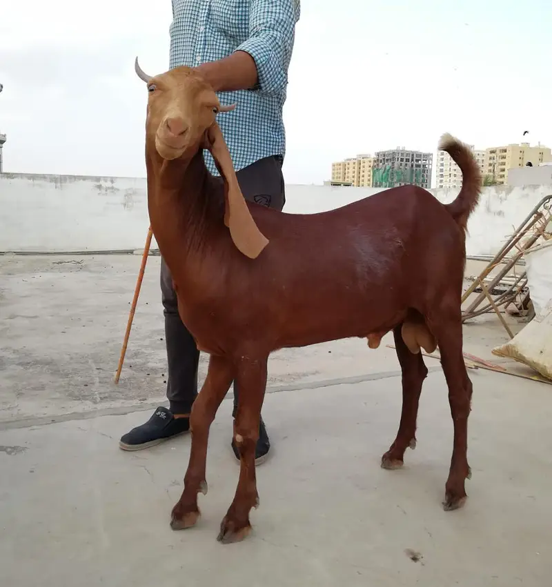 M&S Livestock | Bakra| Goat Farm | Kheera | Goat | Qurbani 2027 | بکرا — photo 7