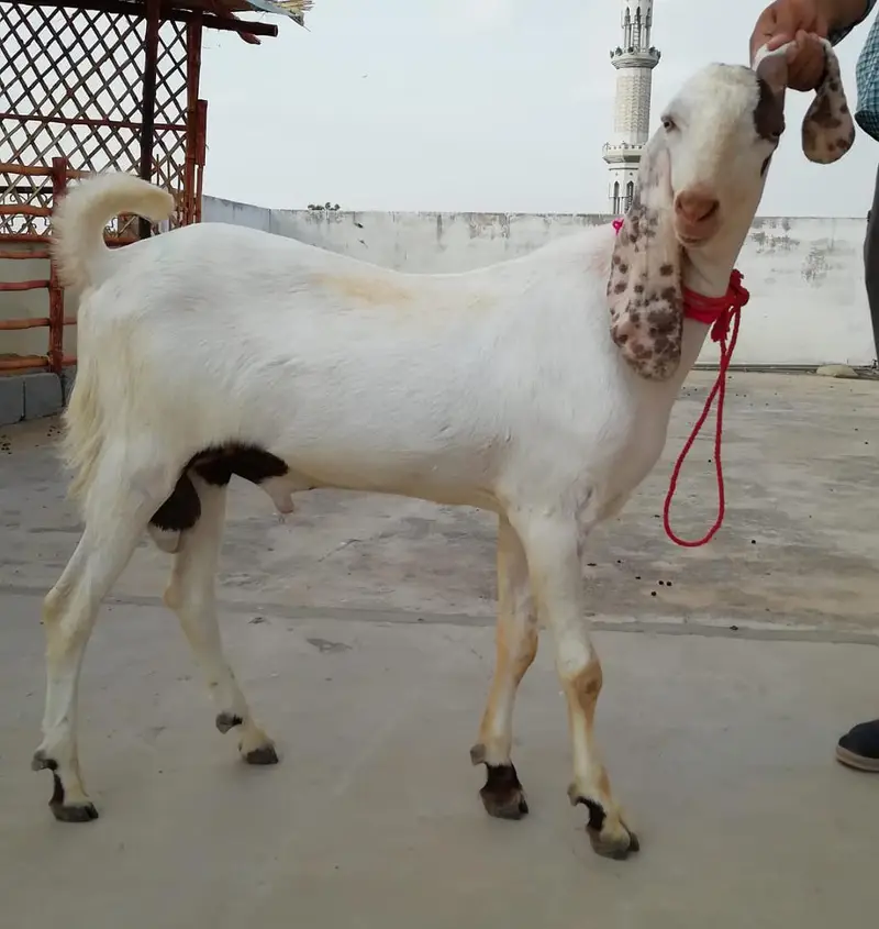 M&S Livestock | Bakra| Goat Farm | Kheera | Goat | Qurbani 2027 | بکرا — photo 8